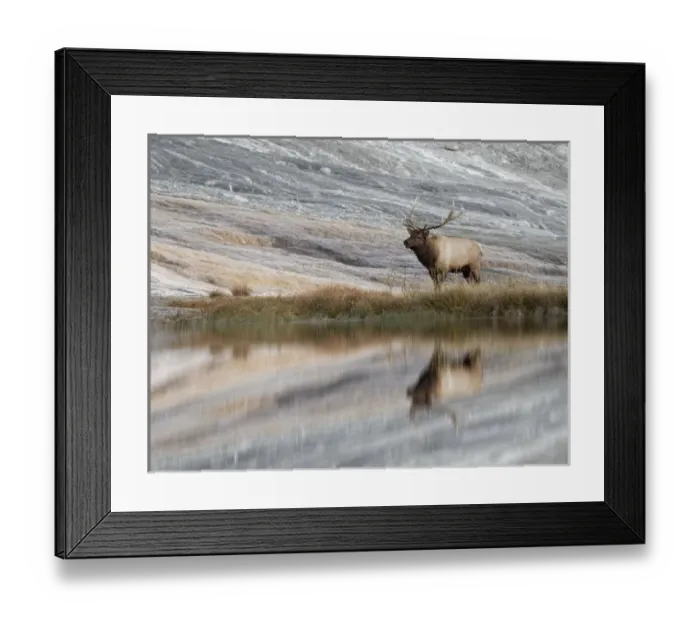 Framed Print : Bull Elk reflecting on pond at base of Canary Spring, Yellowstone National Park Framed Print : Bull Elk reflecting on pond at base of Canary Spring, Yellowstone National Park