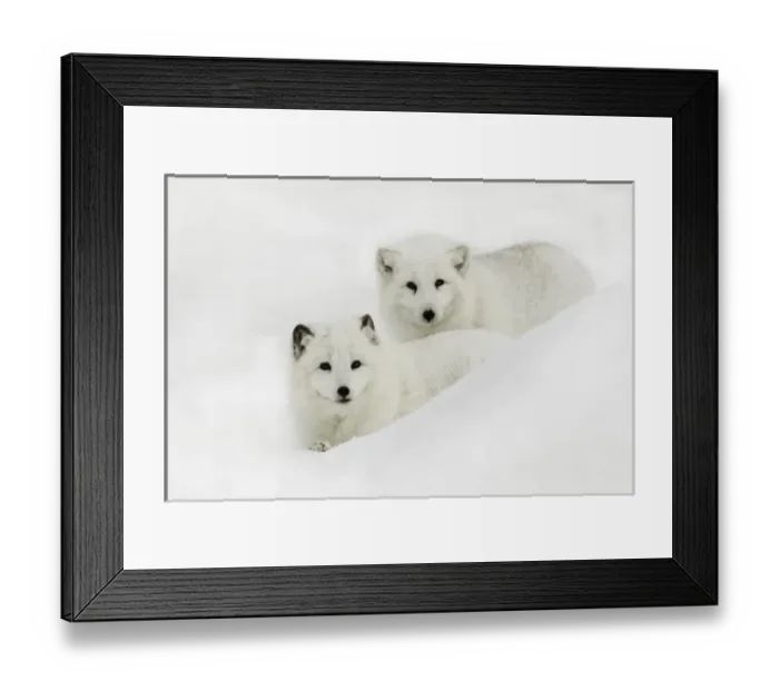 Framed Print : Arctic Fox in snow, (Captive) Montana Vulpes lagopus True Fox, native to Arctic