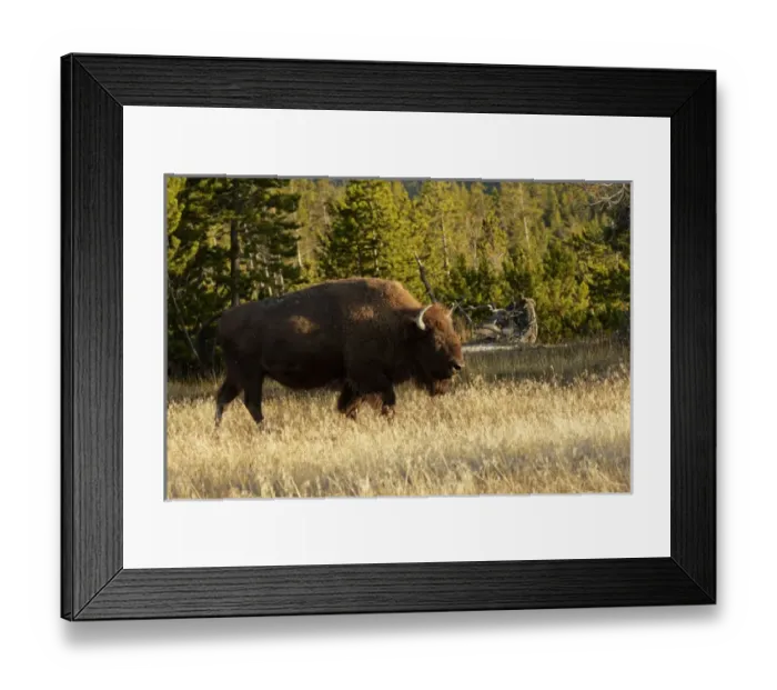 Framed Print : Bison, Yellowstone National Park, Montana / Wyoming Framed Print : Bison, Yellowstone National Park, Montana / Wyoming