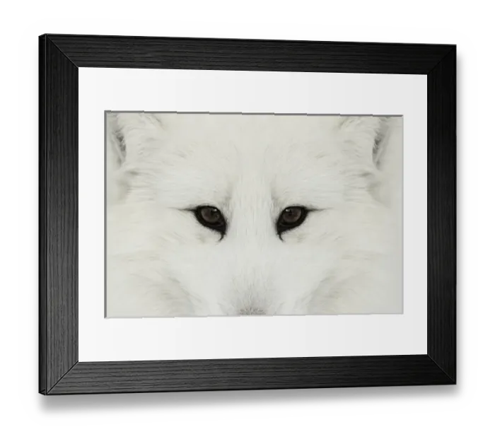 Framed Print : Arctic Fox in snow, (Captive) Montana Vulpes lagopus True Fox, native to Arctic Framed Print : Arctic Fox in snow, (Captive) Montana Vulpes lagopus True Fox, native to Arctic