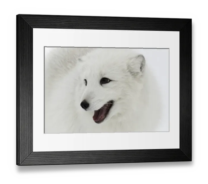 Framed Print : Arctic Fox in snow, (Captive) Montana Vulpes lagopus True Fox, native to Arctic Framed Print : Arctic Fox in snow, (Captive) Montana Vulpes lagopus True Fox, native to Arctic