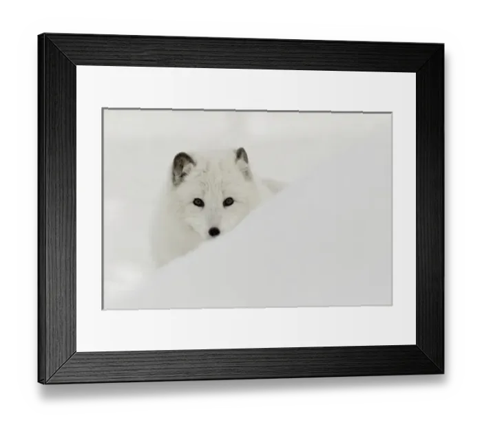Framed Print : Arctic Fox in snow, (Captive) Montana Vulpes lagopus True Fox, native to Arctic