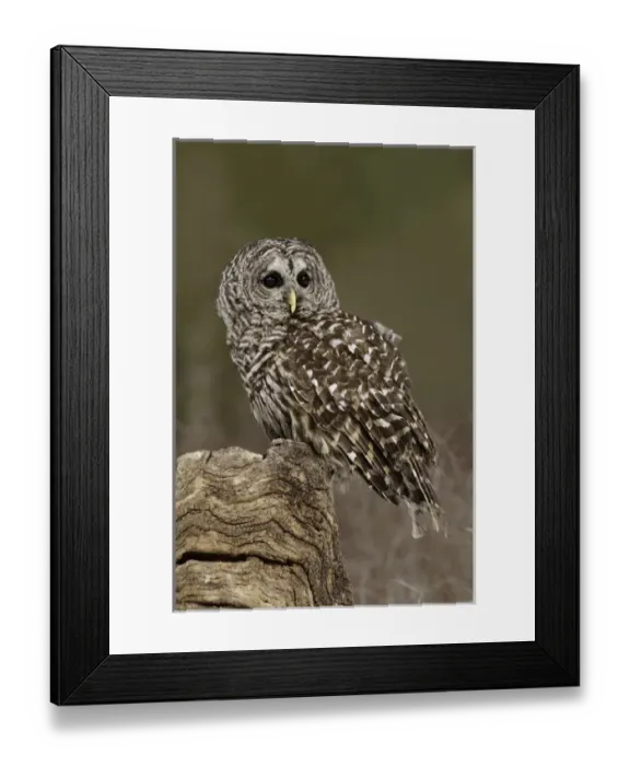 Framed Print : Barred Owl, Strix varia, (Captive) Montana