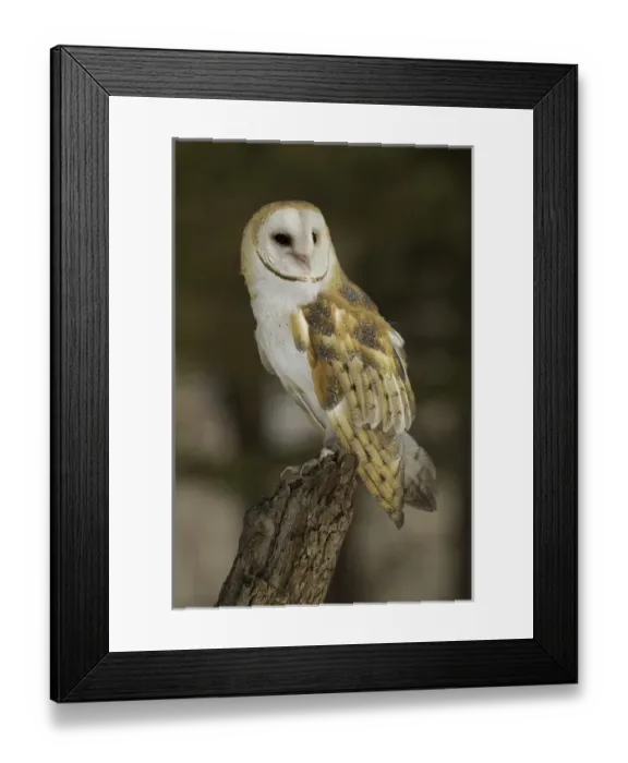 Framed Print : Barn Owl, Tyto alba (Captive) Montana
