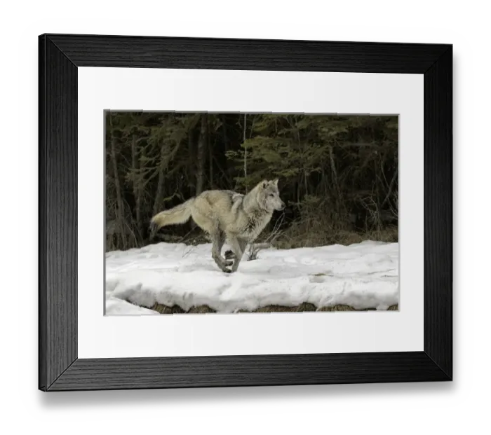 Framed Print : Gray Wolf or Timber Wolf running on snow in winter, (Captive Situation) Canis lupis Framed Print : Gray Wolf or Timber Wolf running on snow in winter, (Captive Situation) Canis lupis