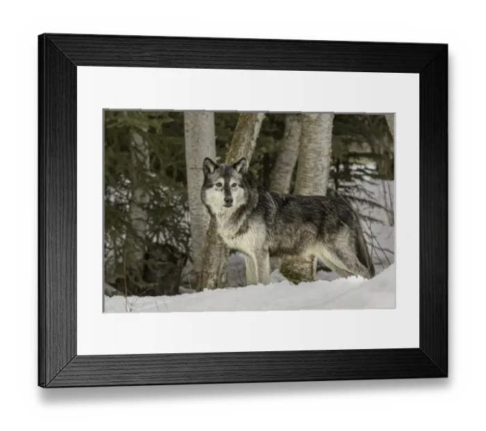 Framed Print : Gray Wolf or Timber Wolf, (Captive Situation) Canis lupis, Montana Framed Print : Gray Wolf or Timber Wolf, (Captive Situation) Canis lupis, Montana