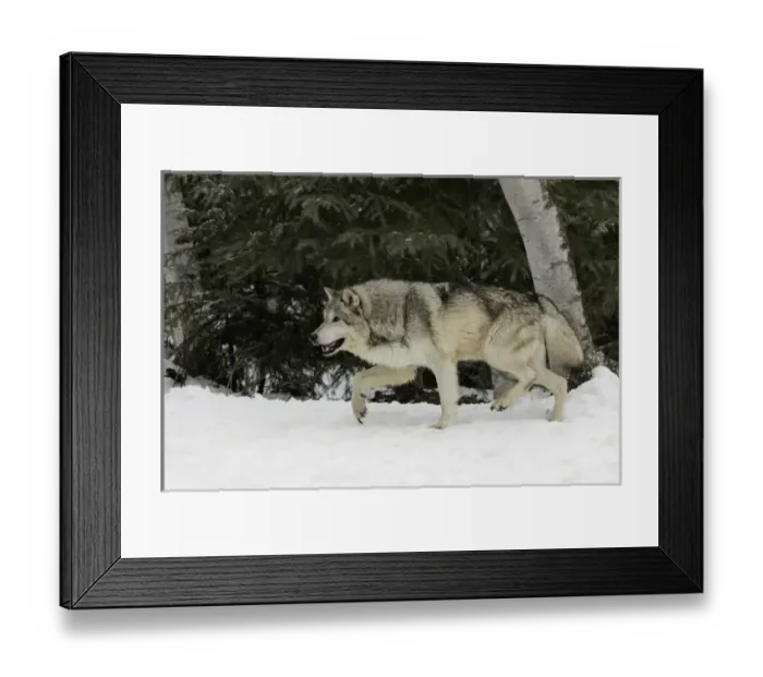 Framed Print : Gray Wolf or Timber Wolf in winter, (Captive Situation) Canis lupis, Montana Framed Print : Gray Wolf or Timber Wolf in winter, (Captive Situation) Canis lupis, Montana