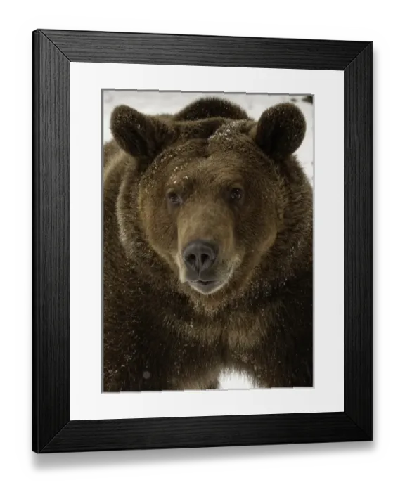 Framed Print : Grizzly Bear in winter, Ursus arctos, (Captive) Montana Framed Print : Grizzly Bear in winter, Ursus arctos, (Captive) Montana