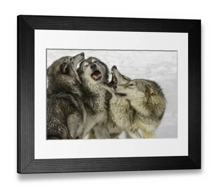 Framed Print : Gray Wolf or Timber Wolf, (Captive Situation) Canis lupis, Montana