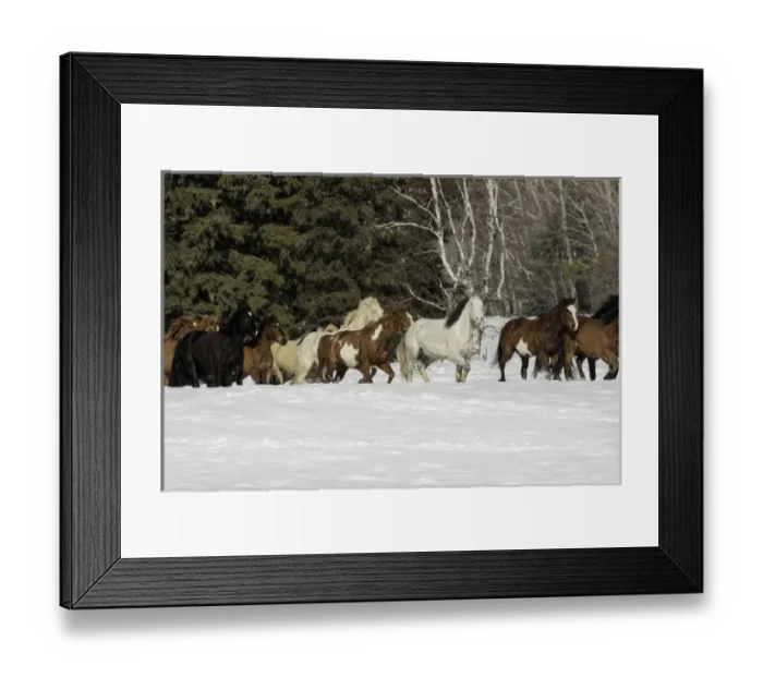 Framed Print : Horse roundup in winter, Kalispell, Montana Equus ferus caballus