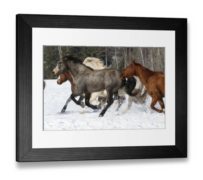 Framed Print : Horse roundup in winter, Kalispell, Montana Equus ferus caballus