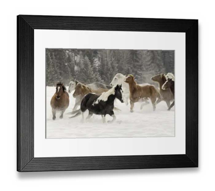 Framed Print : Horse roundup in winter, Kalispell, Montana Equus ferus caballus