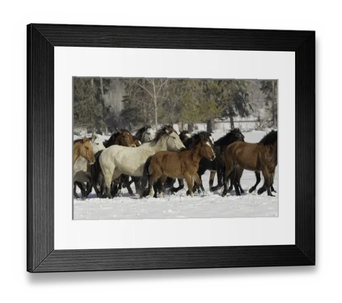 Framed Print : Horse roundup in winter, Kalispell, Montana Equus ferus caballus Framed Print : Horse roundup in winter, Kalispell, Montana Equus ferus caballus
