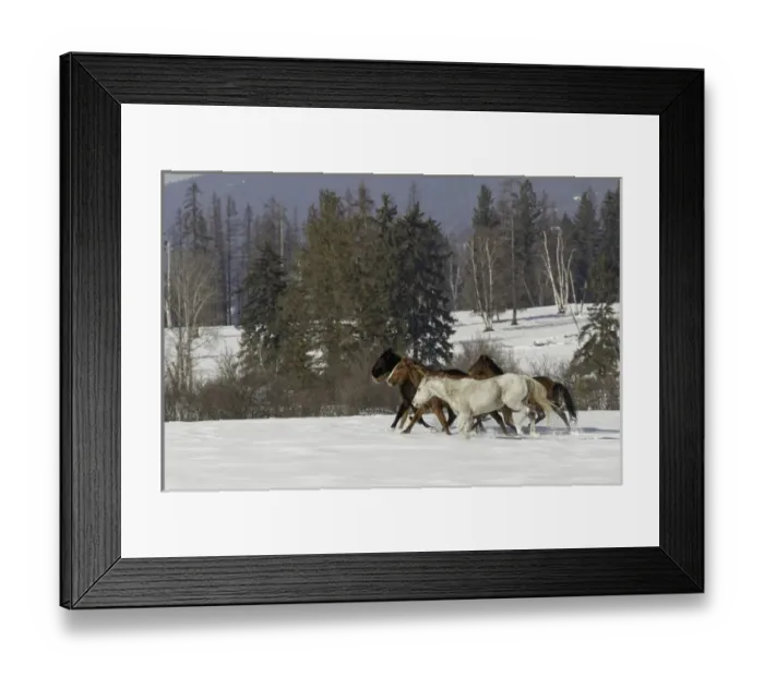 Framed Print : Horse roundup in winter, Kalispell, Montana Equus ferus caballus Framed Print : Horse roundup in winter, Kalispell, Montana Equus ferus caballus