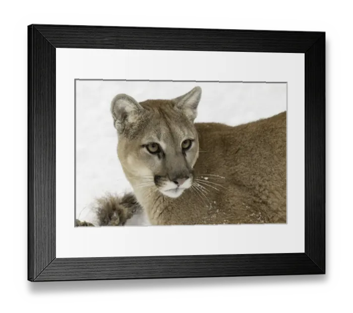 Framed Print : Mountain Lion in mid air jumping, (Captive) Montana Puma concolor