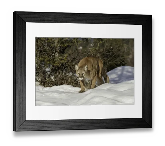 Framed Print : Mountain Lion in snow, (Captive) Montana Puma concolor Framed Print : Mountain Lion in snow, (Captive) Montana Puma concolor
