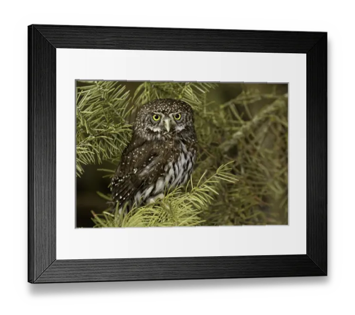 Framed Print : Northern Pygmy Owl, Glaucidium gnoma, Captive, Montana Framed Print : Northern Pygmy Owl, Glaucidium gnoma, Captive, Montana