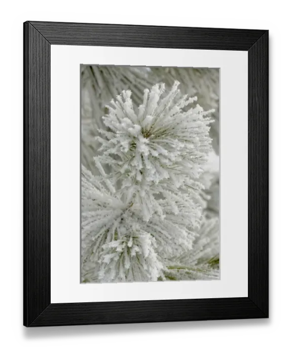Framed Print : Pine bough with heavy frost crystals, Kalispell, Montana Framed Print : Pine bough with heavy frost crystals, Kalispell, Montana