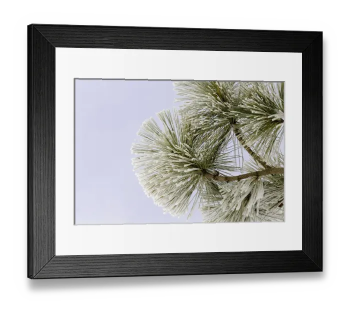 Framed Print : Pine bough with heavy frost crystals, Kalispell, Montana Framed Print : Pine bough with heavy frost crystals, Kalispell, Montana