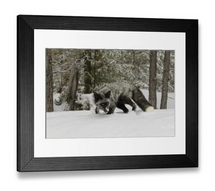 Framed Print : Silver Fox a melanistic form of the red fox, Vulpes vulpes. (Captive) Montana Framed Print : Silver Fox a melanistic form of the red fox, Vulpes vulpes. (Captive) Montana