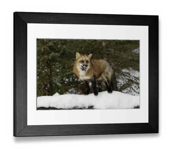 Framed Print : Red Fox in winter, (Captive) Montana Vulpes vulpes