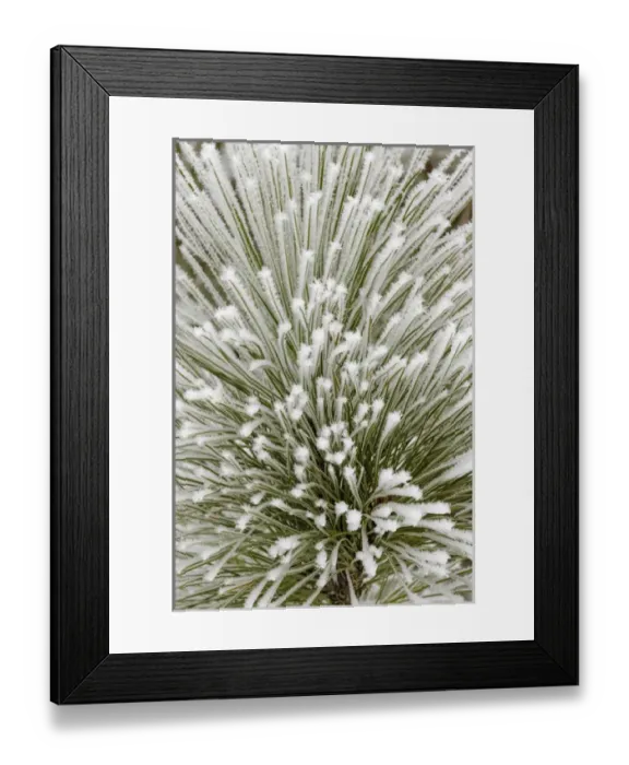 Framed Print : Pine bough with heavy frost crystals, Kalispell, Montana