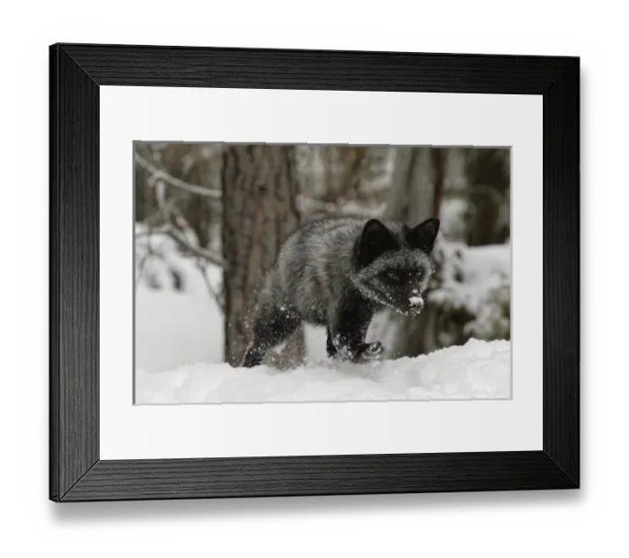 Framed Print : Silver Fox a melanistic form of the red fox, Vulpes vulpes. (Captive) Montana