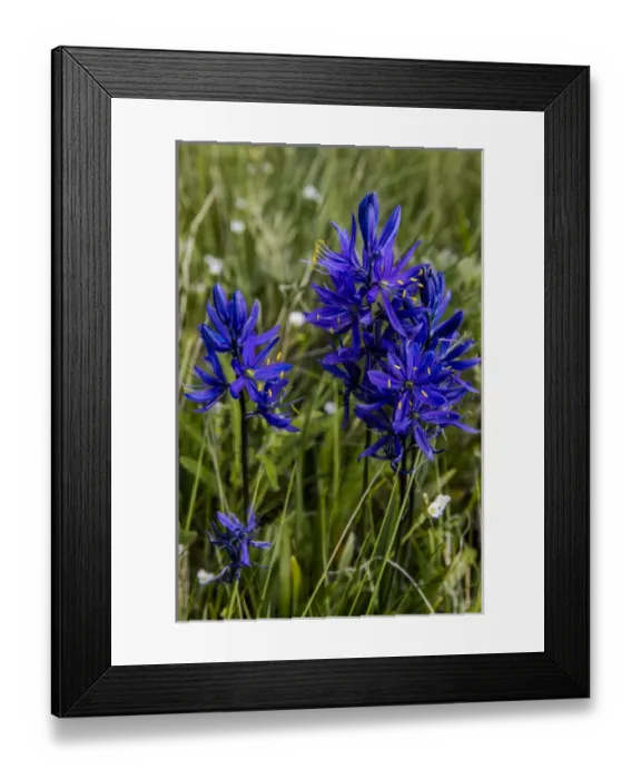 Framed Print : Blue camas widflowers near Marias Pass, montana, USA Framed Print : Blue camas widflowers near Marias Pass, montana, USA