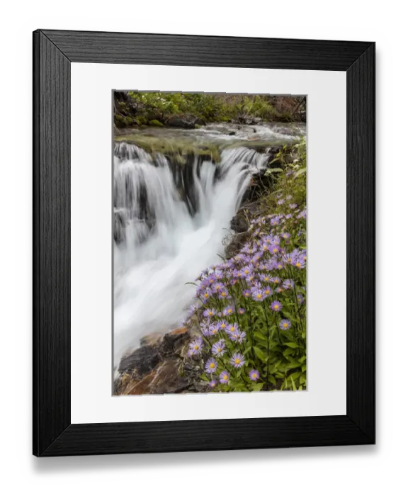 Framed Print : Leafy aster along Baring Creek in Glacier National Park, Montana, USA