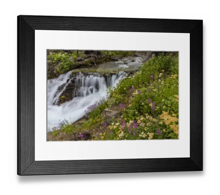 Framed Print : Wildflowers along Baring Creek in Glacier National Park, Montana, USA Framed Print : Wildflowers along Baring Creek in Glacier National Park, Montana, USA
