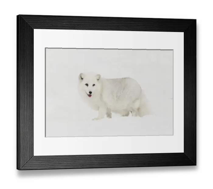 Framed Print : North America, USA, Alaska, 1002 Coastal Plain of the Arctic National Wildlife Refuge Framed Print : North America, USA, Alaska, 1002 Coastal Plain of the Arctic National Wildlife Refuge