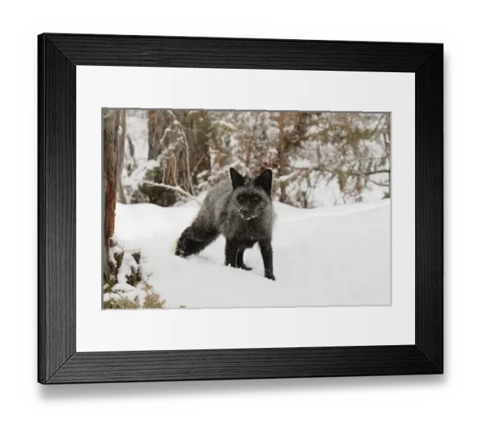 Framed Print : Silver Fox a melanistic form of the red fox, Vulpes vulpes. (Captive) Montana Framed Print : Silver Fox a melanistic form of the red fox, Vulpes vulpes. (Captive) Montana