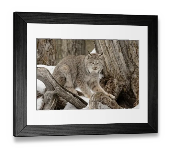 Framed Print : Canada Lynx or Canadian Lynx in winter, (Captive) Montana Lynx canadensis, Felidae