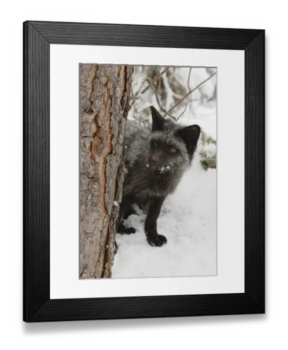 Framed Print : Silver Fox a melanistic form of the red fox, Vulpes vulpes. (Captive) Montana
