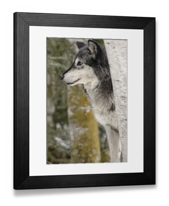 Framed Print : Gray Wolf or Timber Wolf in winter, (Captive Situation) Canis lupis, Montana