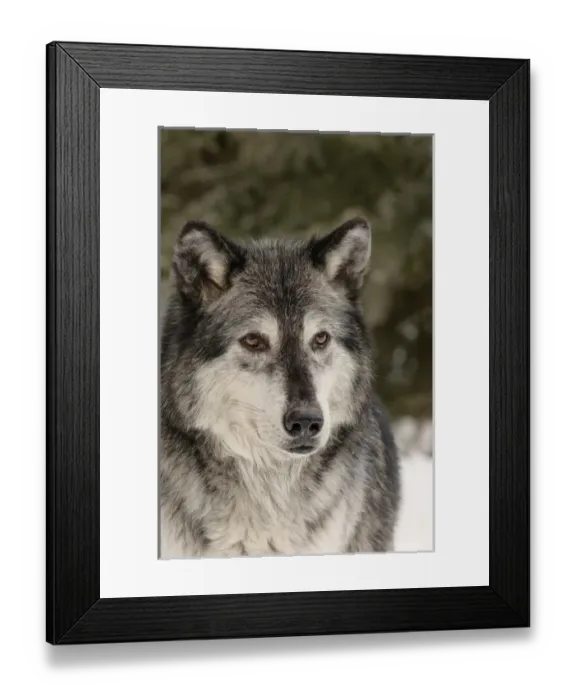 Framed Print : Gray Wolf or Timber Wolf in winter, (Captive Situation) Canis lupis, Montana Framed Print : Gray Wolf or Timber Wolf in winter, (Captive Situation) Canis lupis, Montana