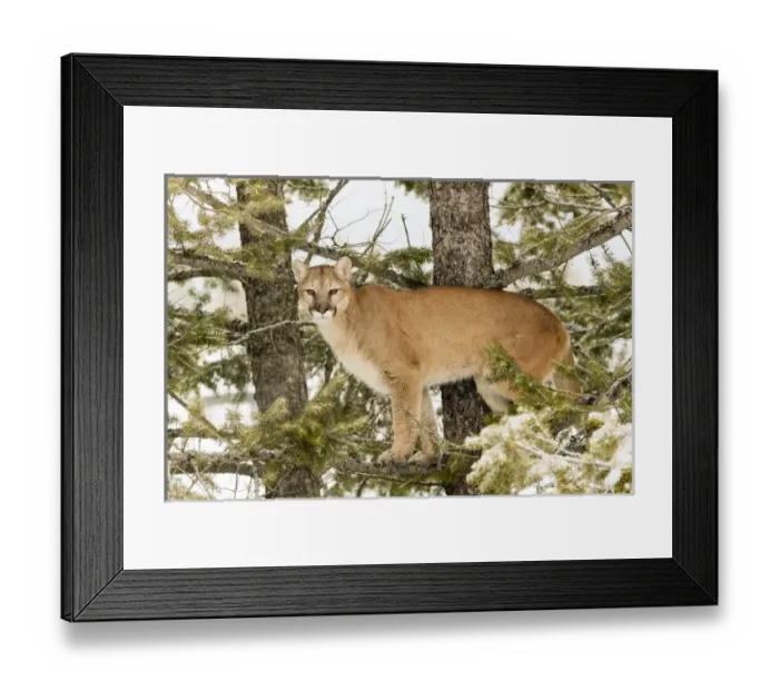 Framed Print : Mountain Lion in tree, (Captive) Montana Puma concolor Framed Print : Mountain Lion in tree, (Captive) Montana Puma concolor