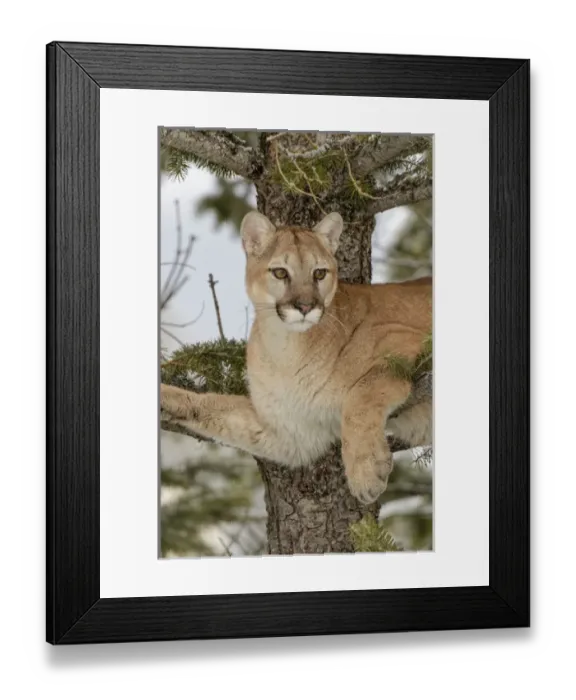 Framed Print : Mountain Lion in tree, (Captive) Montana Puma concolor