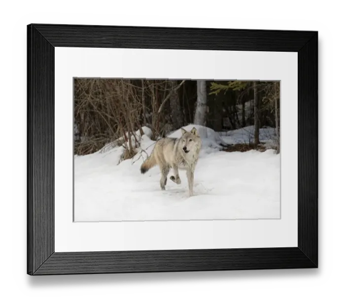 Framed Print : Gray Wolf or Timber Wolf in winter, (Captive Situation) Canis lupis, Montana Framed Print : Gray Wolf or Timber Wolf in winter, (Captive Situation) Canis lupis, Montana