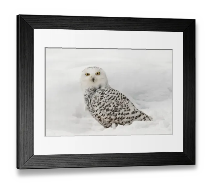 Framed Print : Snowy Owl on snow, (Captive) Montana Bubo scandiacus Framed Print : Snowy Owl on snow, (Captive) Montana Bubo scandiacus