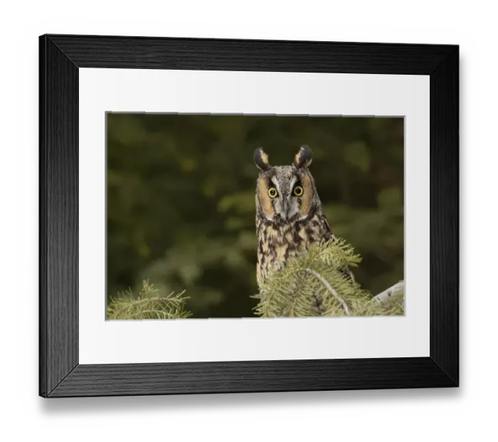 Framed Print : Long-eared Owl, Asio otus (Captive) Montana Framed Print : Long-eared Owl, Asio otus (Captive) Montana