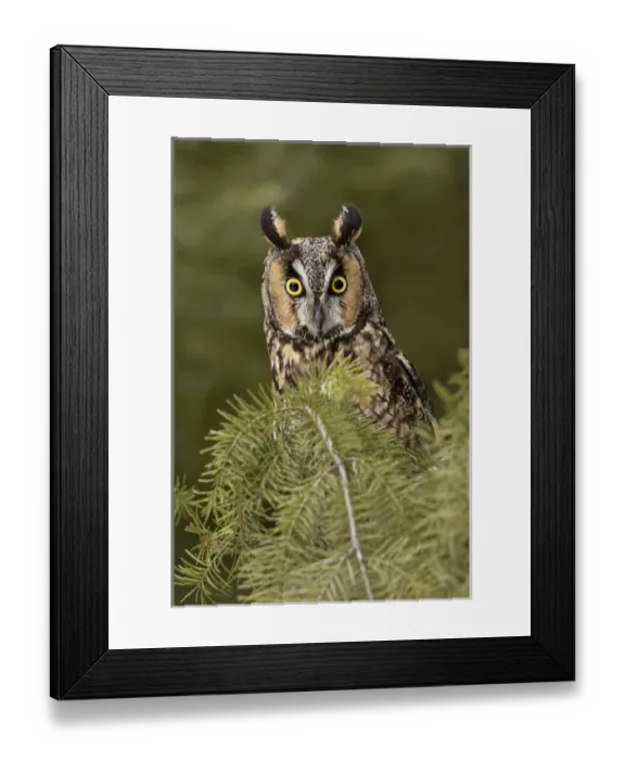Framed Print : Long-eared Owl, Asio otus (Captive) Montana Framed Print : Long-eared Owl, Asio otus (Captive) Montana