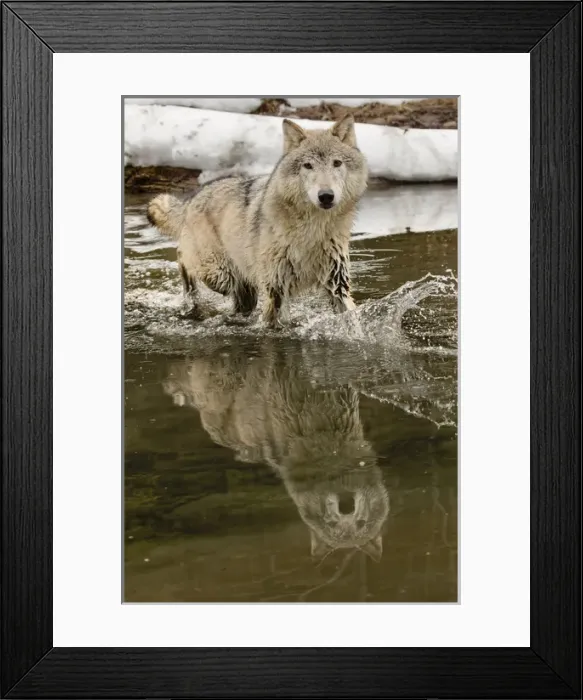 Framed Print : Gray Wolf or Timber Wolf reflection crossing stream in winter, (Captive Situation) Canis lupis