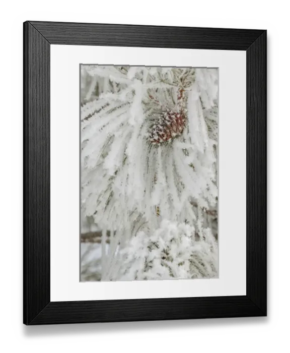 Framed Print : Pine bough with heavy frost crystals, Kalispell, Montana Framed Print : Pine bough with heavy frost crystals, Kalispell, Montana