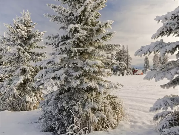 Classic red barn and snow scene, Kalispell, Montana