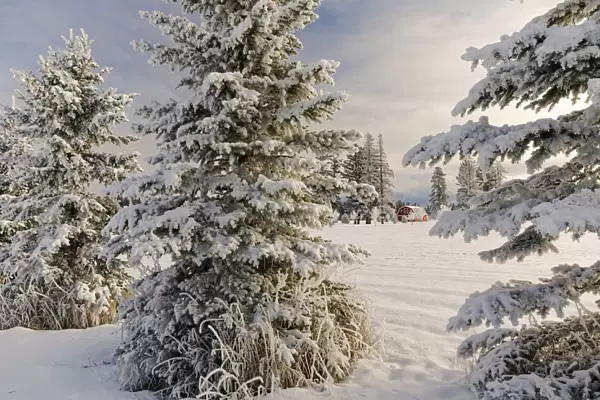 Classic red barn and snow scene, Kalispell, Montana