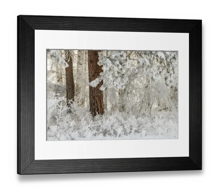 Framed Print : Heavy frost on trees, Kalispell, Montana Framed Print : Heavy frost on trees, Kalispell, Montana