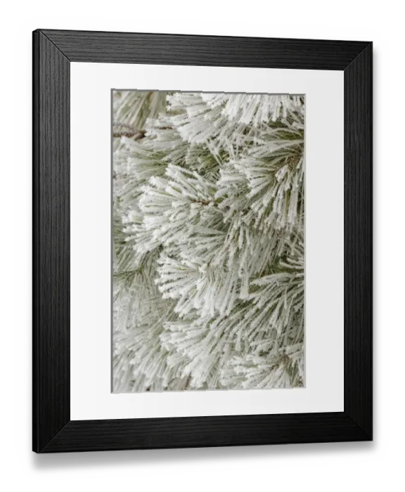 Framed Print : Pine bough with heavy frost crystals, Kalispell, Montana Framed Print : Pine bough with heavy frost crystals, Kalispell, Montana