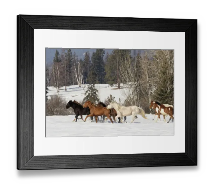 Framed Print : Horse roundup in winter, Kalispell, Montana Equus ferus caballus Framed Print : Horse roundup in winter, Kalispell, Montana Equus ferus caballus