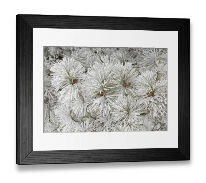 Framed Print : Pine tree with heavy frost crystals, Kalispell, Montana Framed Print : Pine tree with heavy frost crystals, Kalispell, Montana